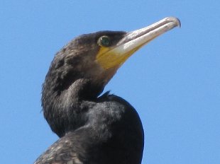 grand comoran