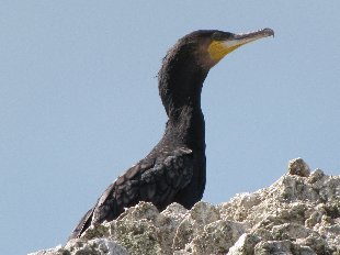 comoran