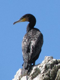 grand cormoran