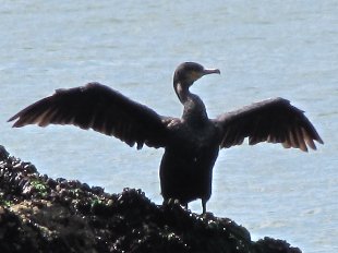 cormoran