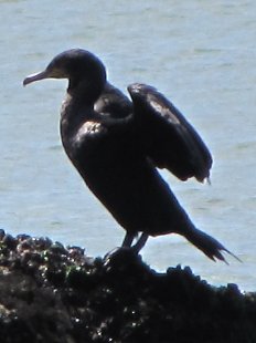 grand cormoran