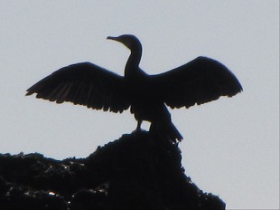 Ses ailes de géant...
