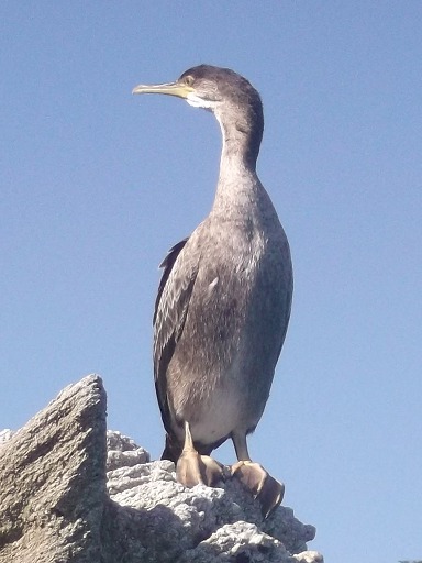 Grand comoran