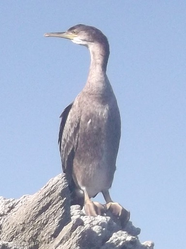 Grand comoran
