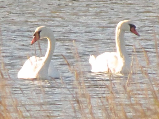 Cygnes