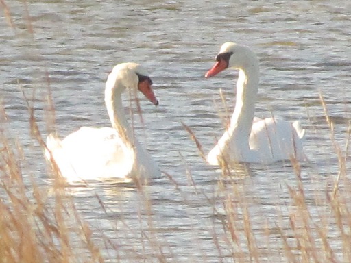 Cygnes