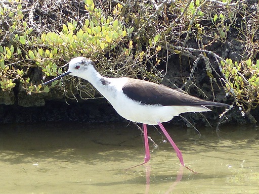 échasse blanche
