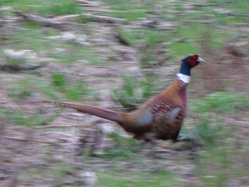 Faisan (Phasianinae)