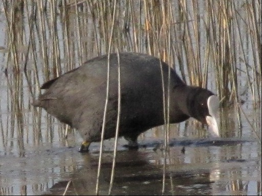 Foulque Macroule