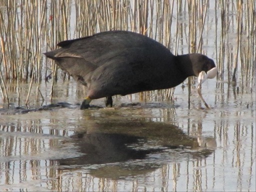 Foulque Macroule