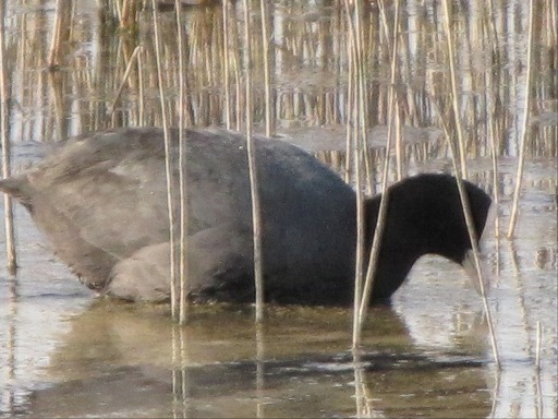 Foulque Macroule