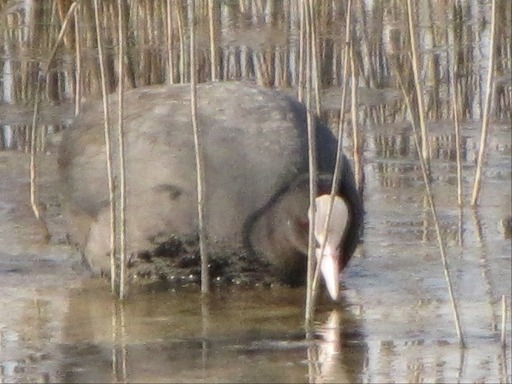Foulque Macroule