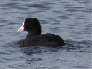 Foulque Macroule