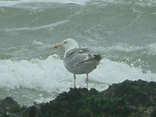 goeland