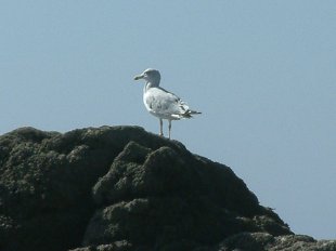goëland