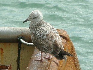 Goland argent immature