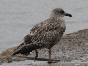 Jeune Goéland argente