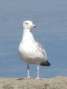 Jeune Goéland immature