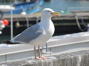 Goéland