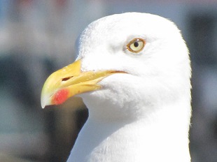 Goéland