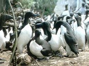 Guillemots de Troïl