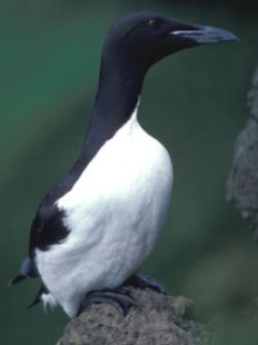 Guillemot de Troïl