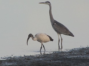 Héron et Ibis sacré