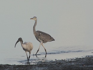 Héron et Ibis sacré