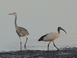 Héron et Ibis sacrés