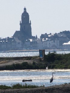héron  Batz sur Mer