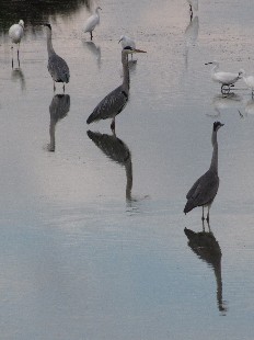 hérons et Aigrettes