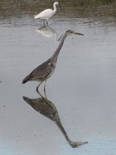 héron et aigrette