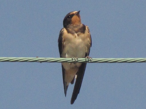 Hirondelle