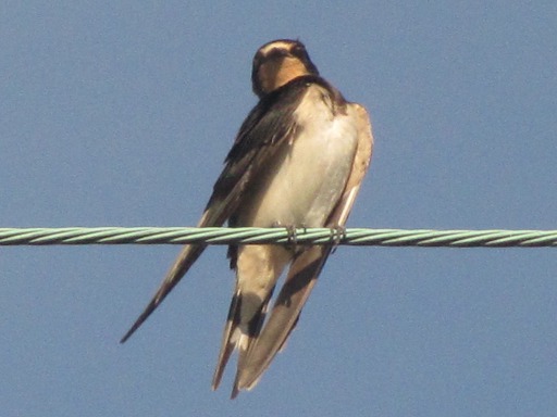 Hirondelle