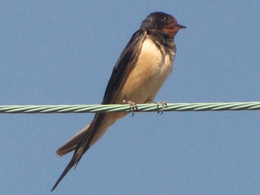 Hirondelle