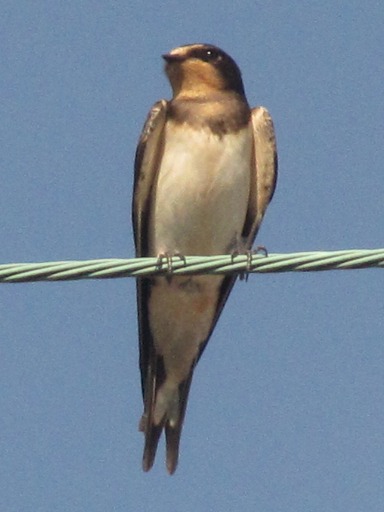 Hirondelle