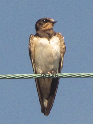 Hirondelle