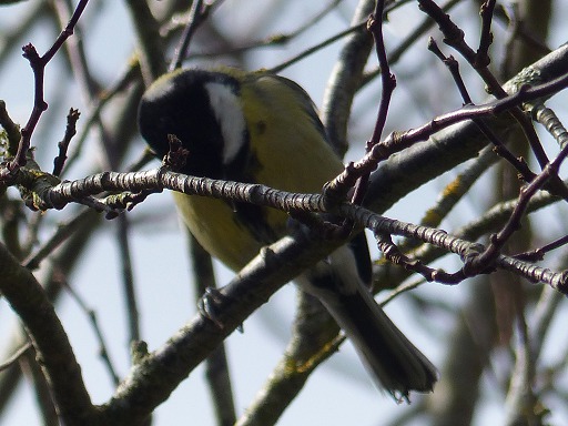 Mésange Charbonnière