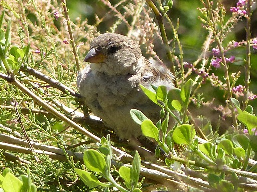 Moineau domestique femelle
