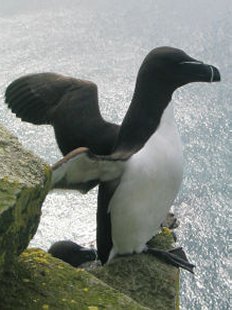 petit Pingouin