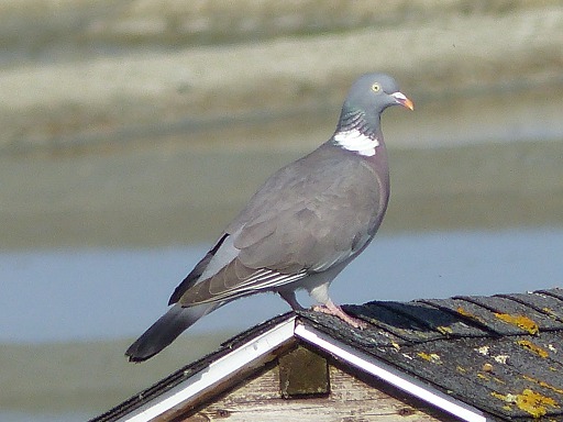 Pigeon ramier