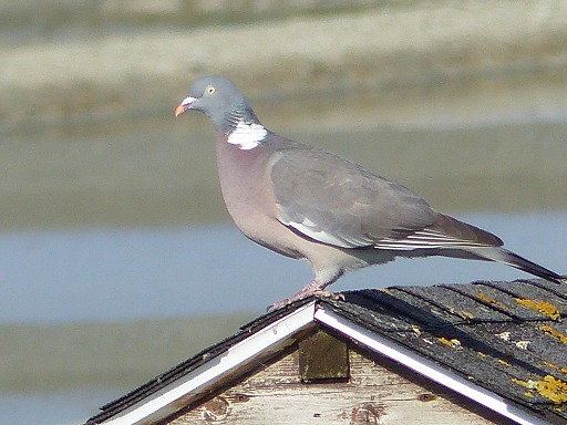 Pigeon ramier