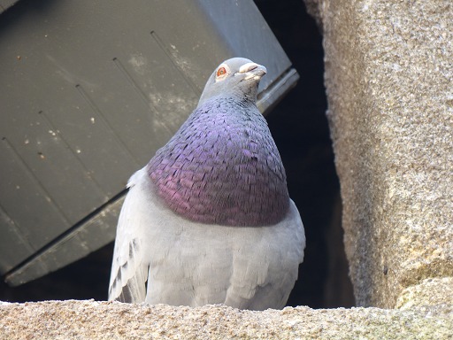 Pigeon biset