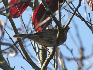 Pipit des arbres
