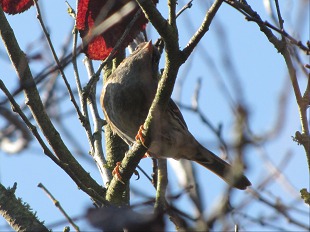 Pipit des arbres