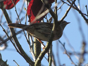 Pipit