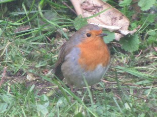 Rouge-Gorge