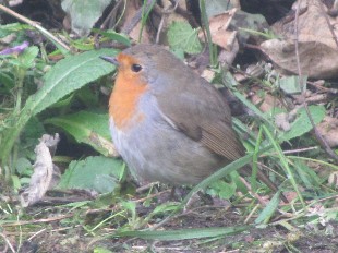 Rouge gorge