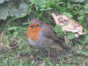 rouge-gorge