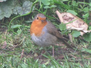 Rouge Gorge